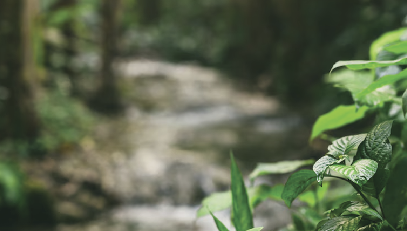 Plano de Intervenção para a Floresta 2025-2050 Plano de Intervenção para a Floresta 2025-2050